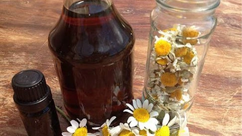 chamomile flowers in autumn and store