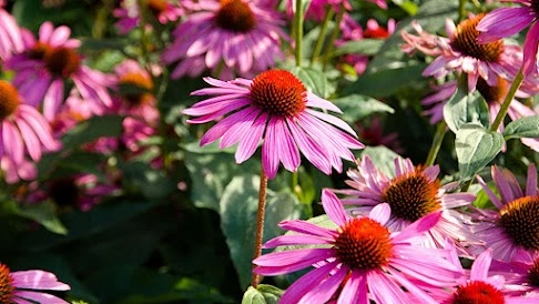 echinacea supplements contain very little of the active compound that actually stimulates immune response. Some batches perform no better than a placebo