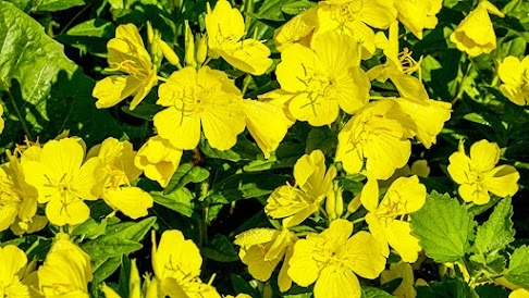 Evening primrose flowers open at sunset and last for only one night