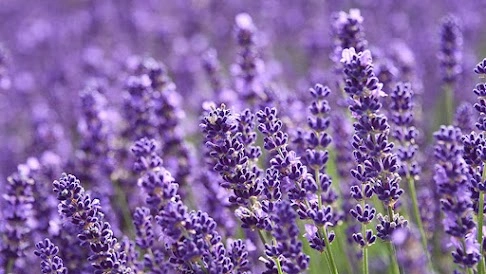 lavender tincture can accelerate recovery from mild to moderate depression and lower the chance of relapse