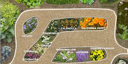 Medicinal Garden Kit backyard herb garden layout plan showing chicory chamomile calendula california poppy yarrow feverfew echinacea marshmallow lavender evening primrose planting zones