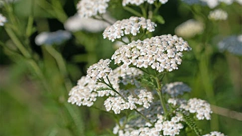 Yarrow is the plant that stopped Nicole's bleeding on Day 42 of Alone.