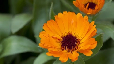 Calendula is a powerhouse for wound healing and scar prevention