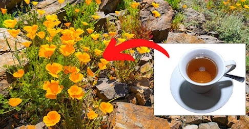 California poppy is not the same as the opium poppy — it is completely legal, non-addictive, and remarkably effective at promoting deep, restful sleep.