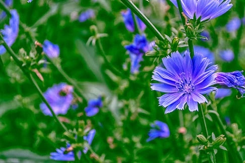 Chicory is one of the most overlooked plants in Western gardening. But Native Americans knew exactly what to do with it.