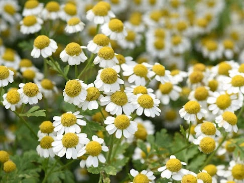 Feverfew — Nature's Answer to Migraines